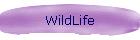 WildLife